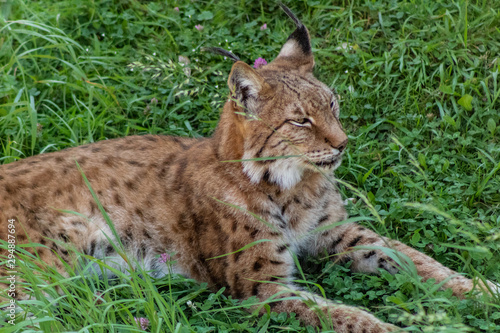 a boreal lynx resting in a green meadow
