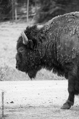 Buffalo head black and white