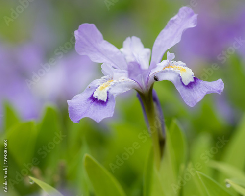 portrait of crested dwarf iris in garden at Arboretum at Penn State University with beautifully blurred blooms in background