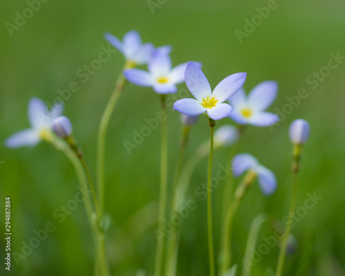 portrait of tiny bluet isolated from others for beautiful background