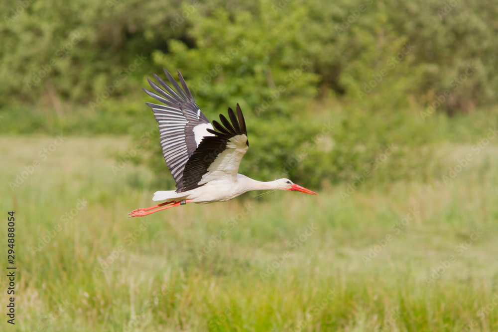 Naklejka premium Storch