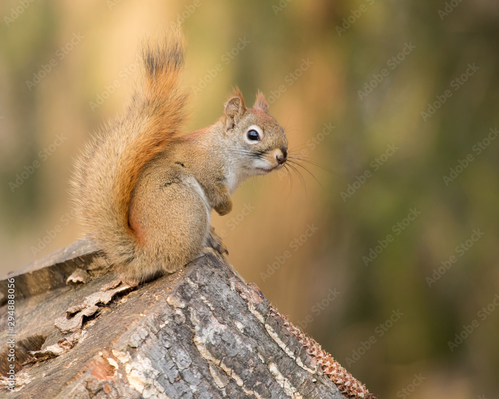 portrait of a red squirrel with nice fall backgound in Pennsylvania portrait of a red squirrel with nice fall backgound in Pennsylvania