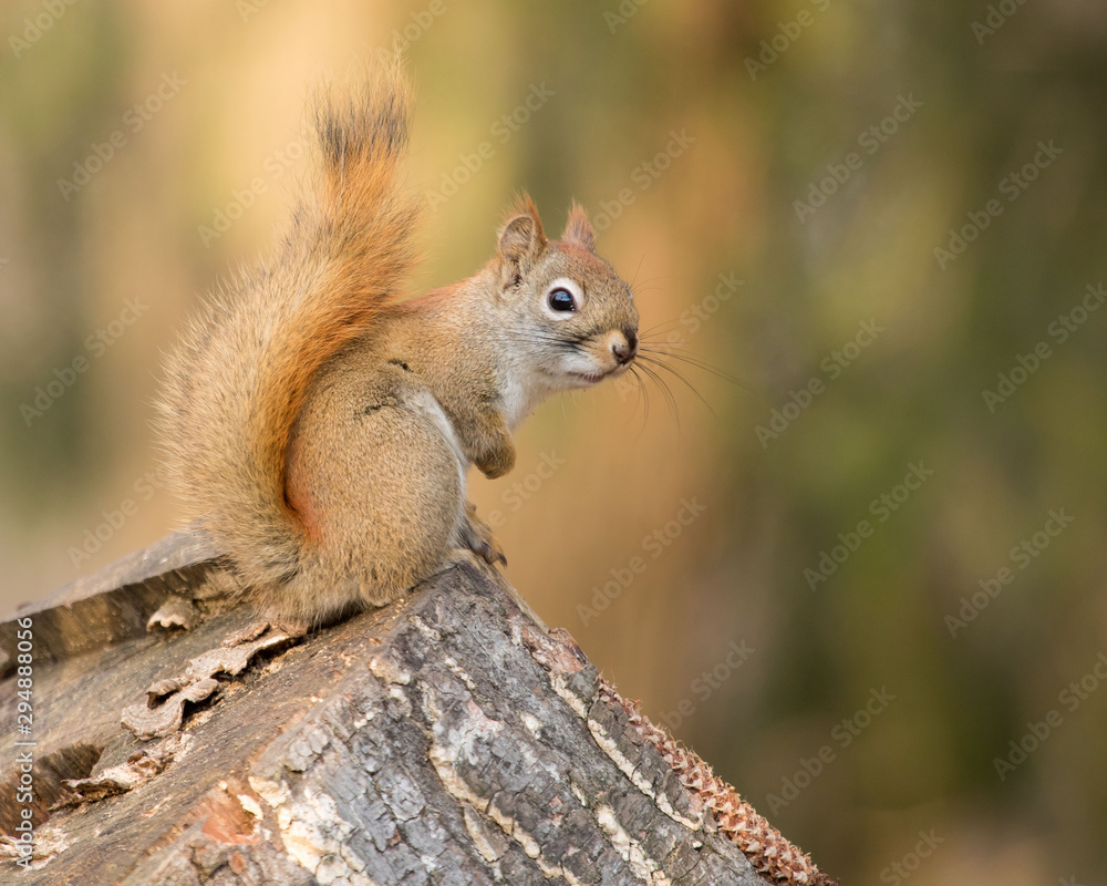 portrait of a red squirrel with nice fall backgound in Pennsylvania