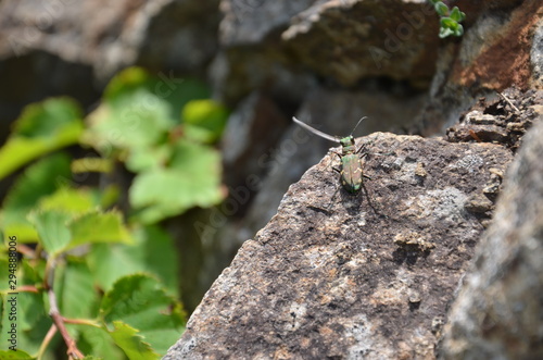 Beetle on the rock