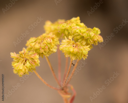 portrait of beautiful sulphur flower found in Colorada in Rocky Mountain National Park