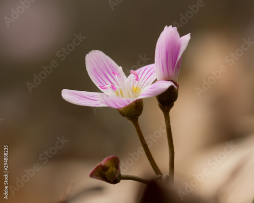 portrait of tiny, beautiful spring beauty wildflower