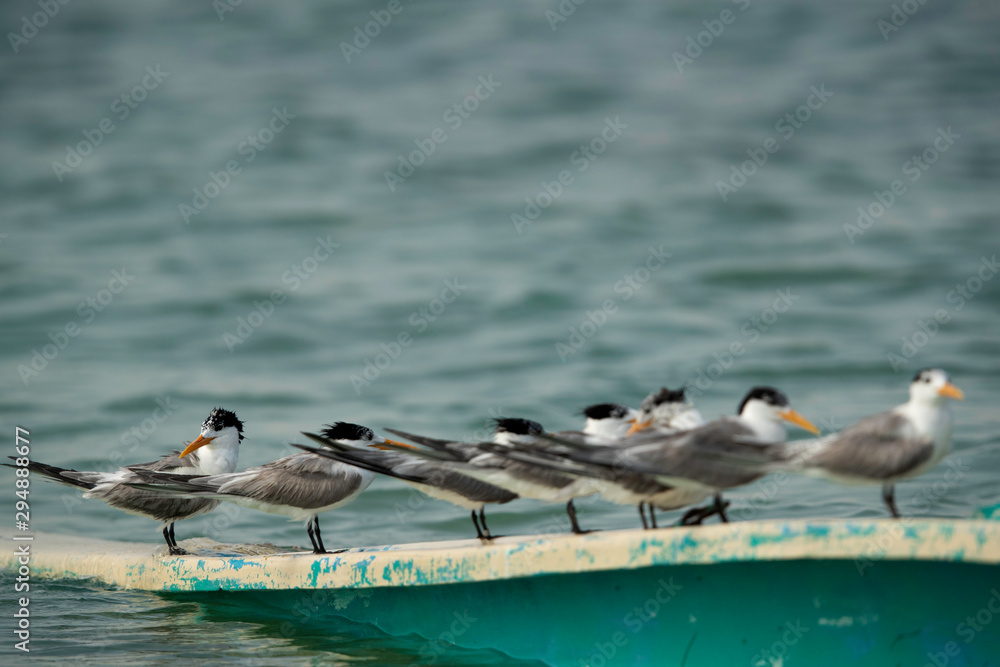A flock of Greater crested terns perched on a parked boat at the Busaiteen coast, Bahrain A flock of Greater crested terns perched on a parked boat at the Busaiteen coast, Bahrain