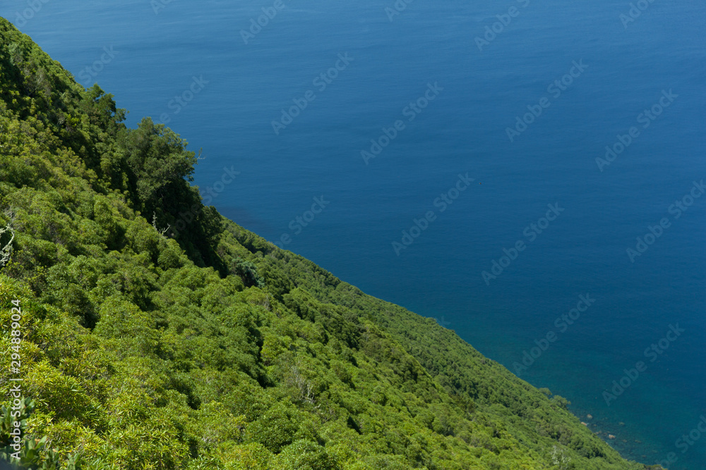 Blue ocean and green forest