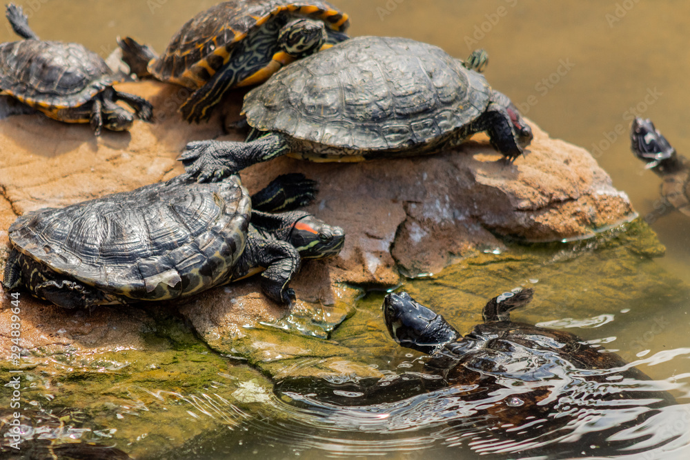 a red-eared turtle sunbathing in a pond a red-eared turtle sunbathing in a pond