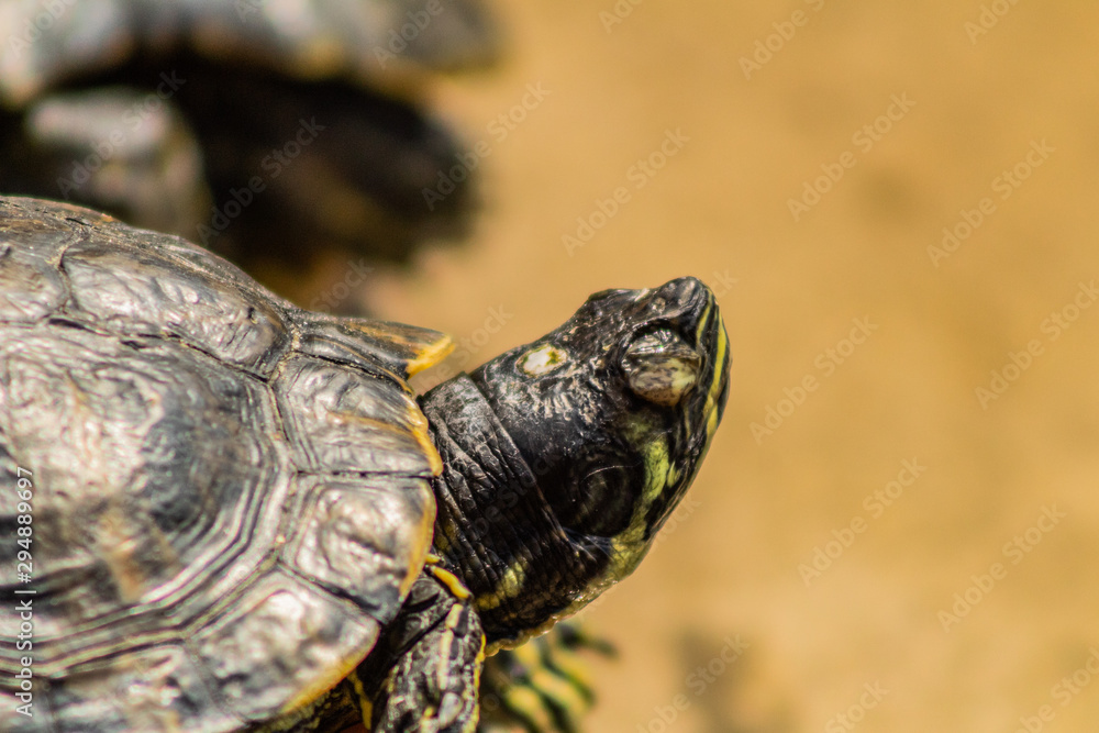 a red-eared turtle sunbathing in a pond a red-eared turtle sunbathing in a pond