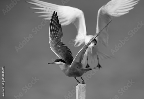 Greater crested tern pushing out the white-cheeked tern to perch on wooden log, Bahrain photo