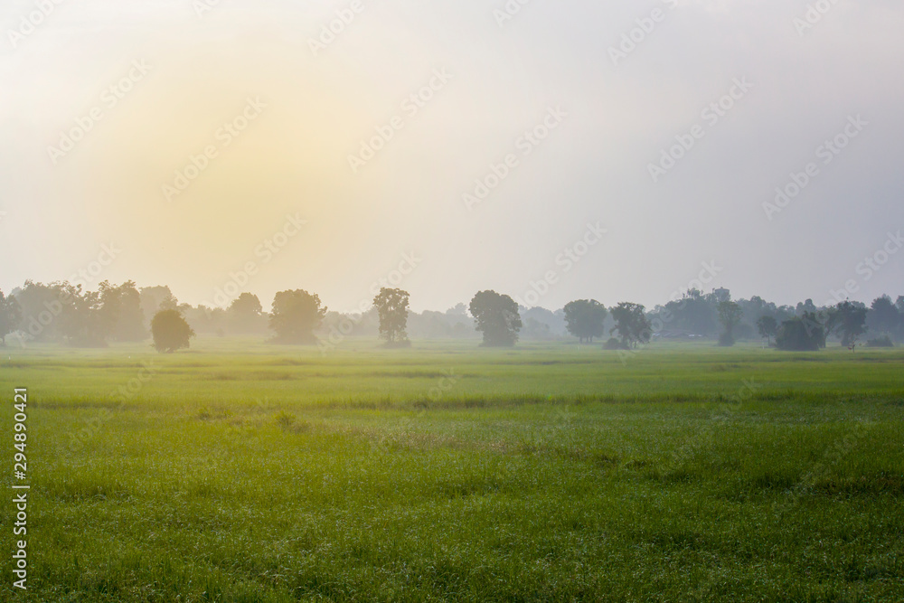 Fototapeta premium Paddy fields with Bright morning Fog