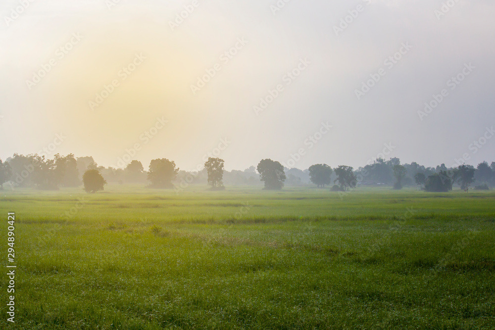 Paddy fields with Bright morning Fog