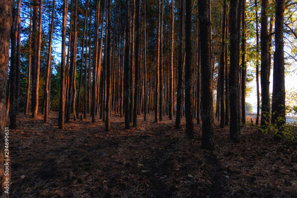 Obraz premium forest in the early morning, illuminated by the first rays of the sun