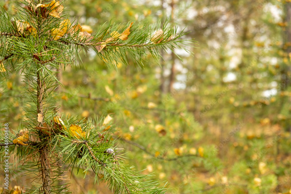 beautiful spruce tree with yellow leaves trees.close up of green branch of fir tree. autumn nature background. Close-up of spruce.Forest in the background. beautiful spruce tree with yellow leaves trees.close up of green branch of fir tree. autumn nature background. Close-up of spruce.Forest in the background.