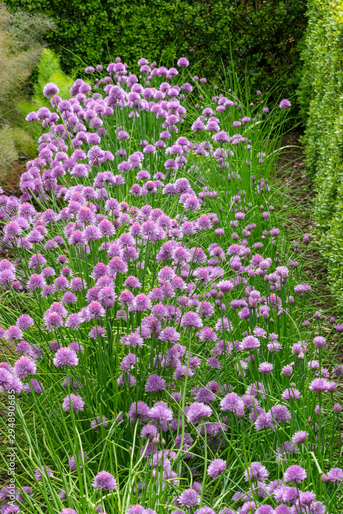 Chives in flower growing in a flowerbed 