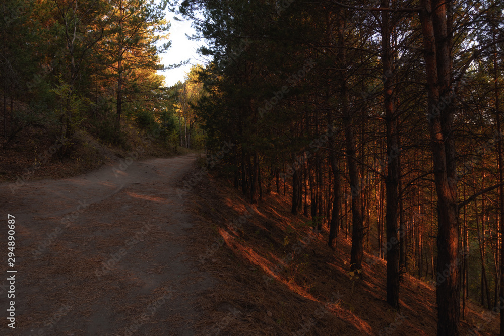 Obraz premium forest in the early morning, illuminated by the first rays of the sun