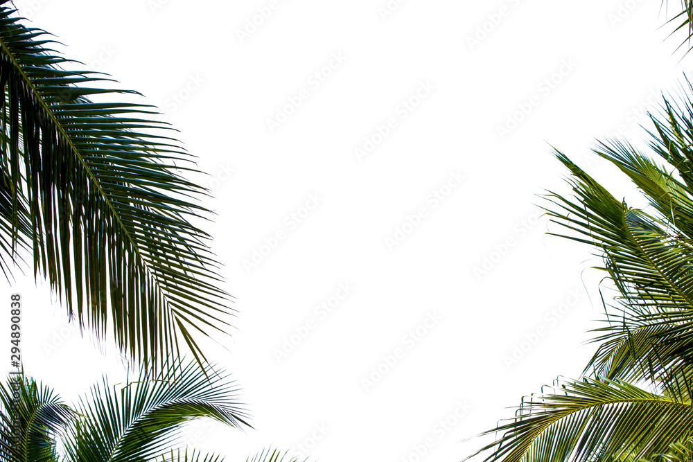 Naklejka premium frame of coconut leaf with white background 