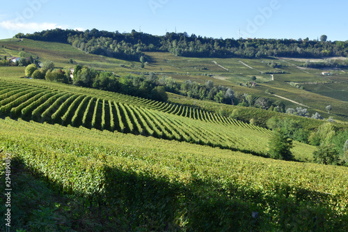 Langhe vineyards panorama