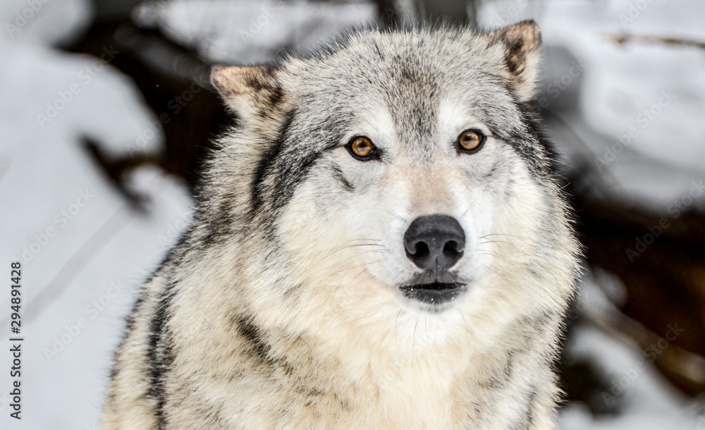 portrait of a wolf