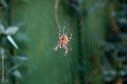 big beautiful spider on the web