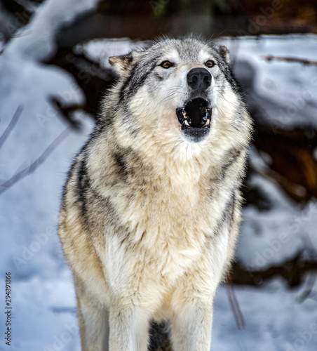Howling wolf in Alaska © Alpine