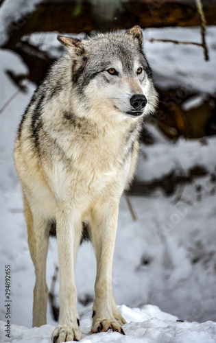 wolf in the snow © Alpine