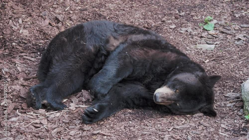 North American black bear is sleeping. Ursus americanus is stretching and yawning. North American black bear is sleeping. Ursus americanus is stretching and yawning.