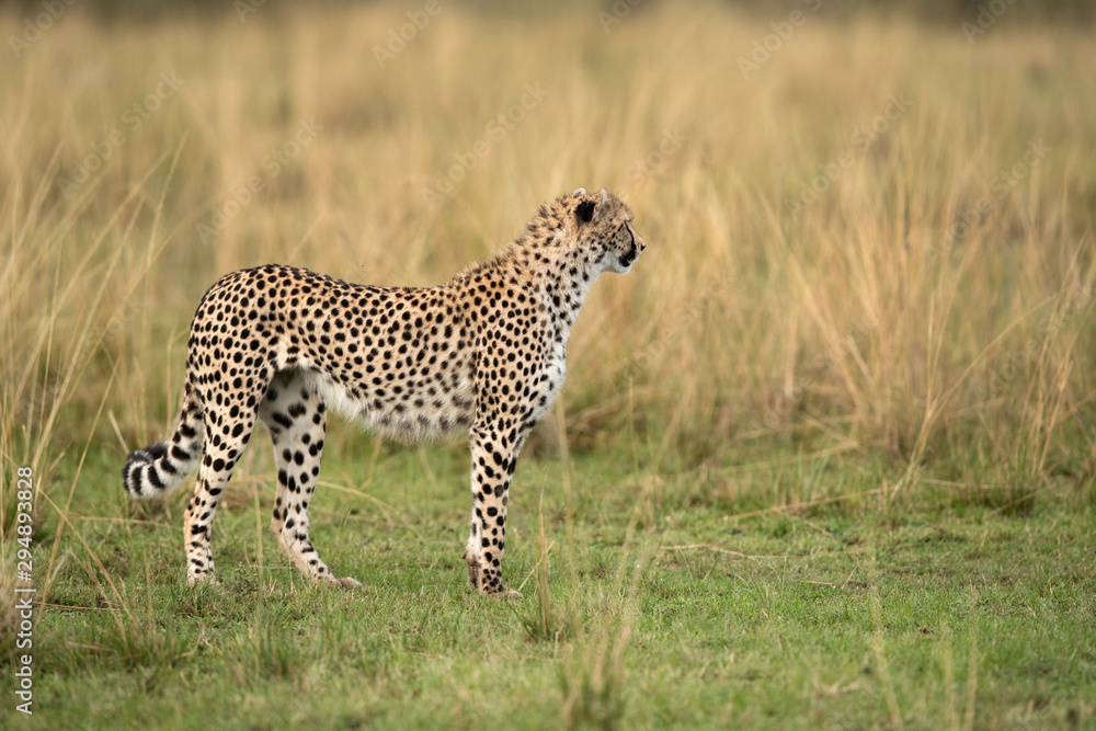 Cheetah walking in Savannah, Masai Mara, Kenya Cheetah walking in Savannah, Masai Mara, Kenya