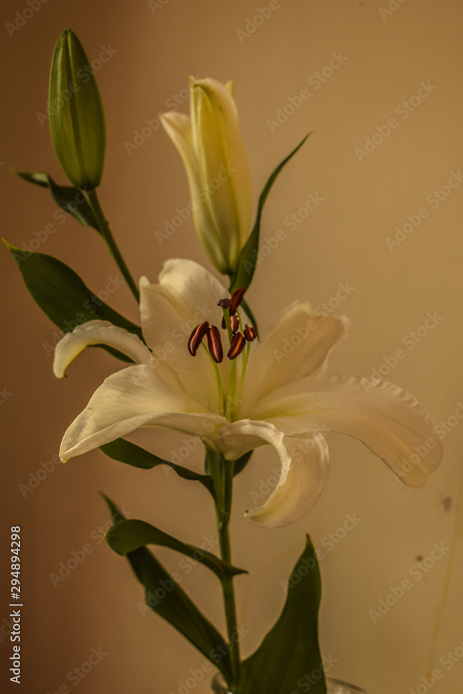 Fototapeta premium white orchid on green background