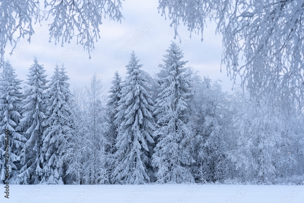 Snow covered forest in Kilsbergen, Sweden Snow covered forest in Kilsbergen, Sweden