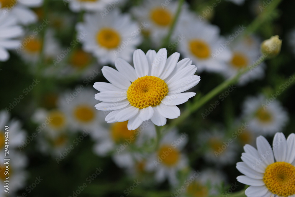 Fototapeta premium daisies in the garden