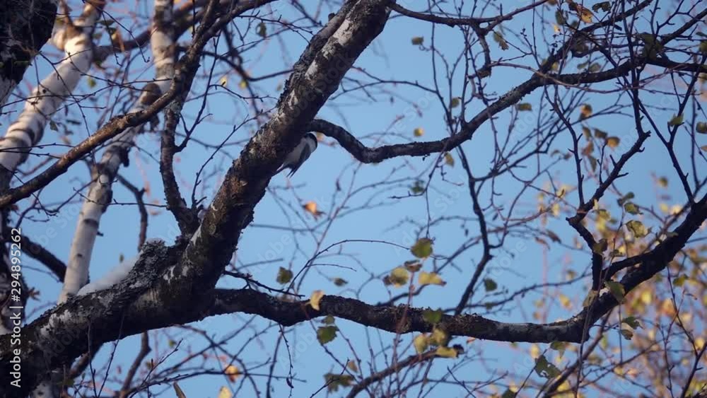 Willow Tit Bird (Poecile montanus) Perching on Tree Branch Willow Tit Bird (Poecile montanus) Perching on Tree Branch