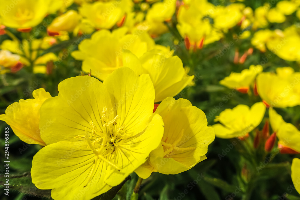 one yellow flower in the sun, close up, against the backdrop of many others one yellow flower in the sun, close up, against the backdrop of many others