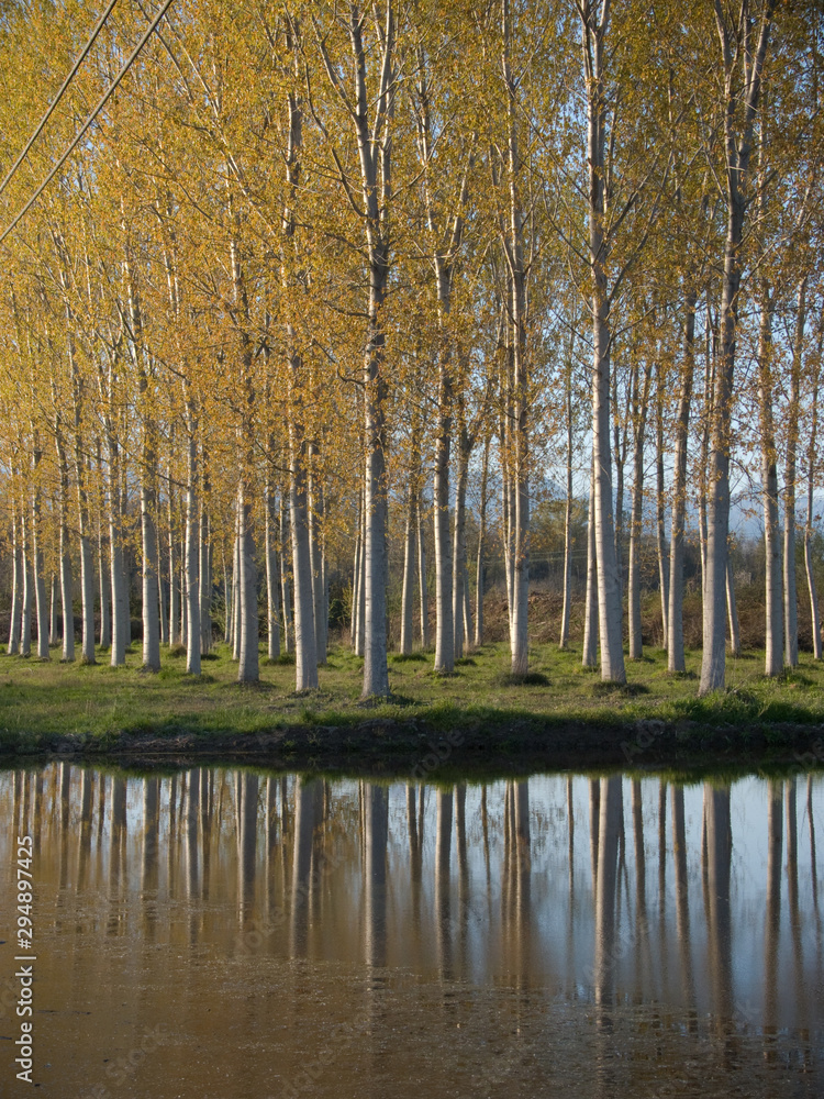 Obraz premium lake in the forest