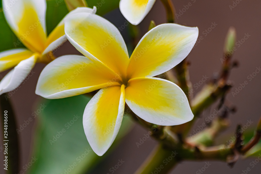 Plumeria rubra flower blooming, with green leaves Plumeria rubra flower blooming, with green leaves