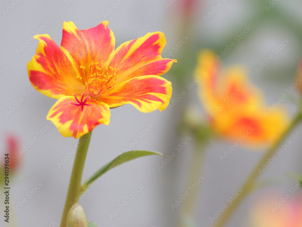 beautiful close up flower head.