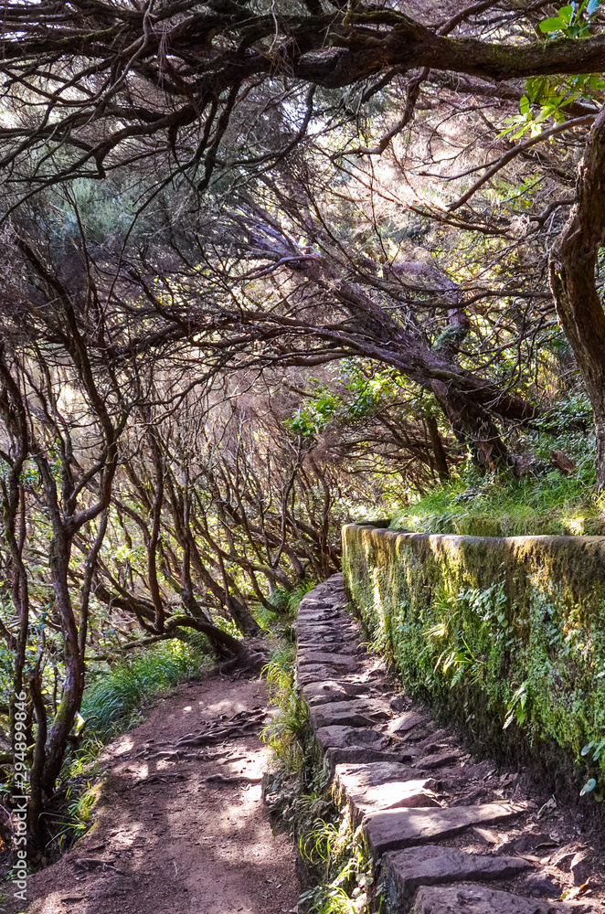 Hiking path in Laurel forest, part of Levada 25 Fontes in Madeira island, Portugal. Irrigation system canal, narrow stone way, and laurel trees. Laurissilva, laurisilva. Portuguese tourist attraction