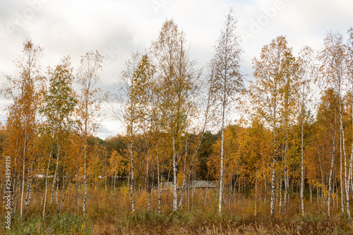 Lush yellow autumn scene with colorful birch trees in October at the lake Lielezers in Limbaži in Latvia