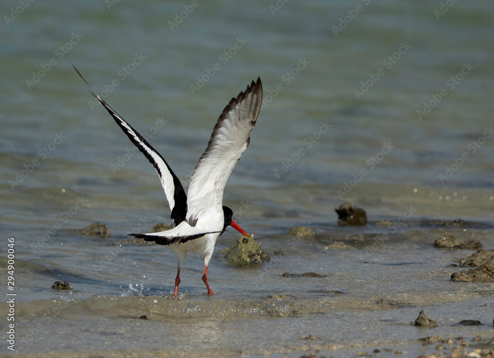 Oystercatcher takeoff at Busiateen coast, Bahrain Oystercatcher takeoff at Busiateen coast, Bahrain