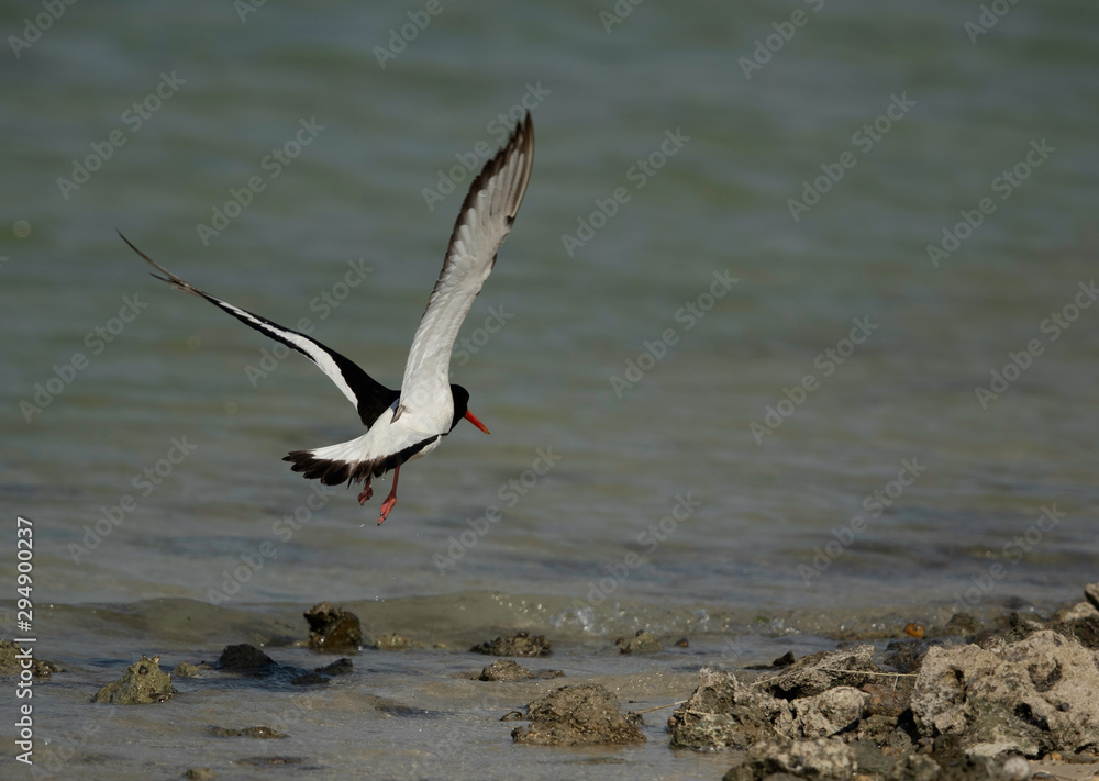 Oystercatcher takeoff at Busiateen coast, Bahrain Oystercatcher takeoff at Busiateen coast, Bahrain