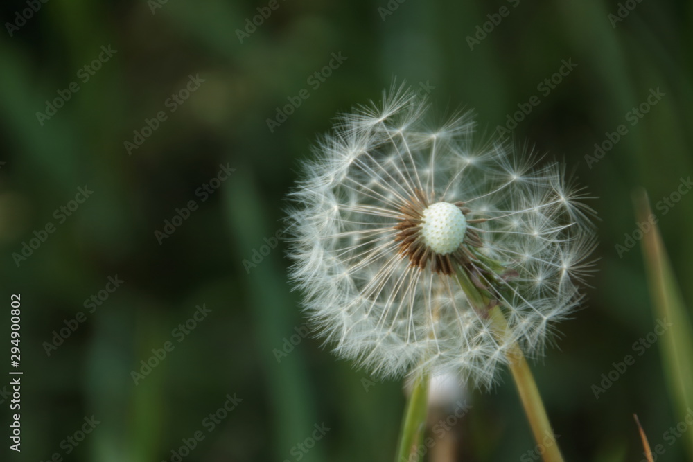 Fototapeta premium Pusteblume