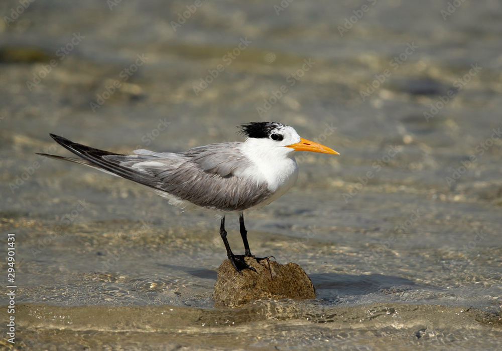 Greater crested tern at Busaiteen coast, Bahrain Greater crested tern at Busaiteen coast, Bahrain