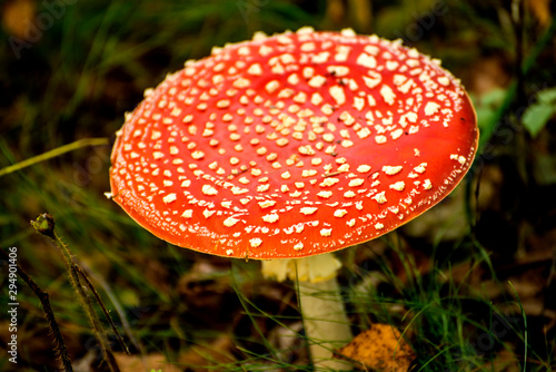 fly agaric, mushroom in a forest