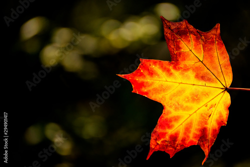 maple leaf in autumnal colors in back light