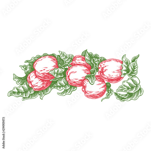 Flowers and apples. Vector picture. Wedding invitation template, egology concept, vegan food, cafe, restaurant, illustration for apple juice package photo