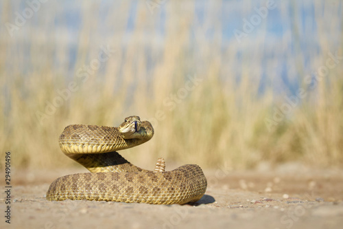 Prairie Rattlesnake coiled and poised to strike