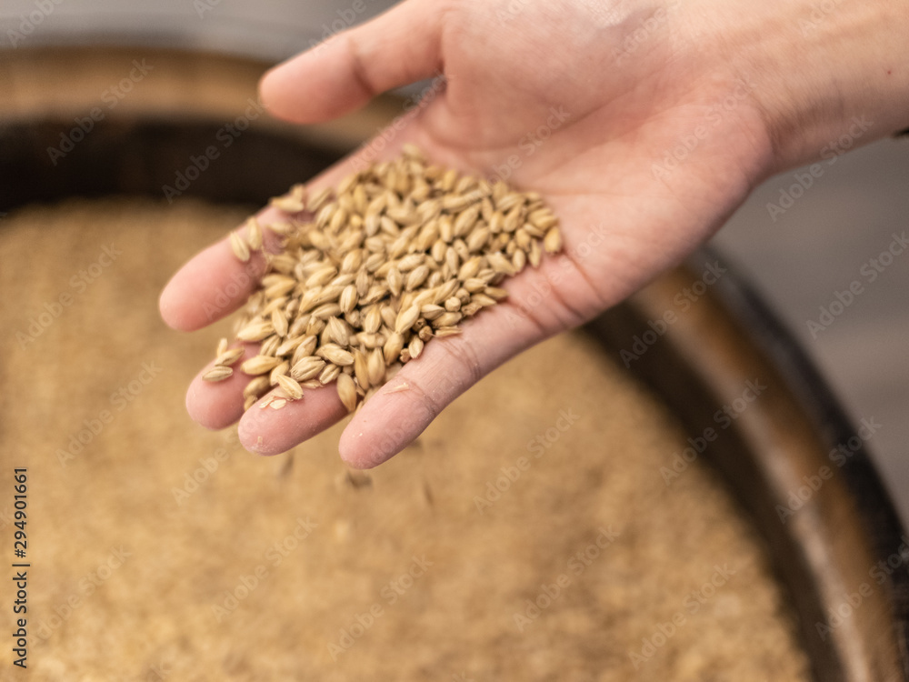 Hand picking up toasted barley malt to make whisky, dark and light beer. Concept of nature and creation of natural products such as beer and fresh hops. Organic and natural malt for brew master. Hand picking up toasted barley malt to make whisky, dark and light beer. Concept of nature and creation of natural products such as beer and fresh hops. Organic and natural malt for brew master.