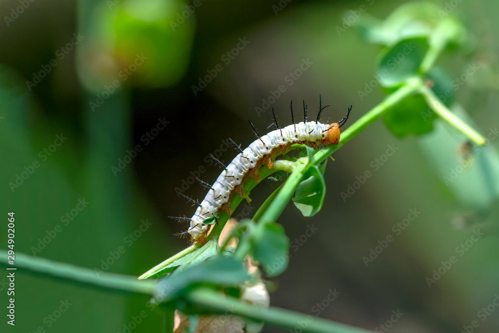 Fototapeta premium Beautiful Сaterpillar of butterfly - Stock Image