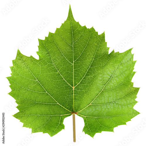 Grape leaf, isolated on white background, clipping path, full depth of field